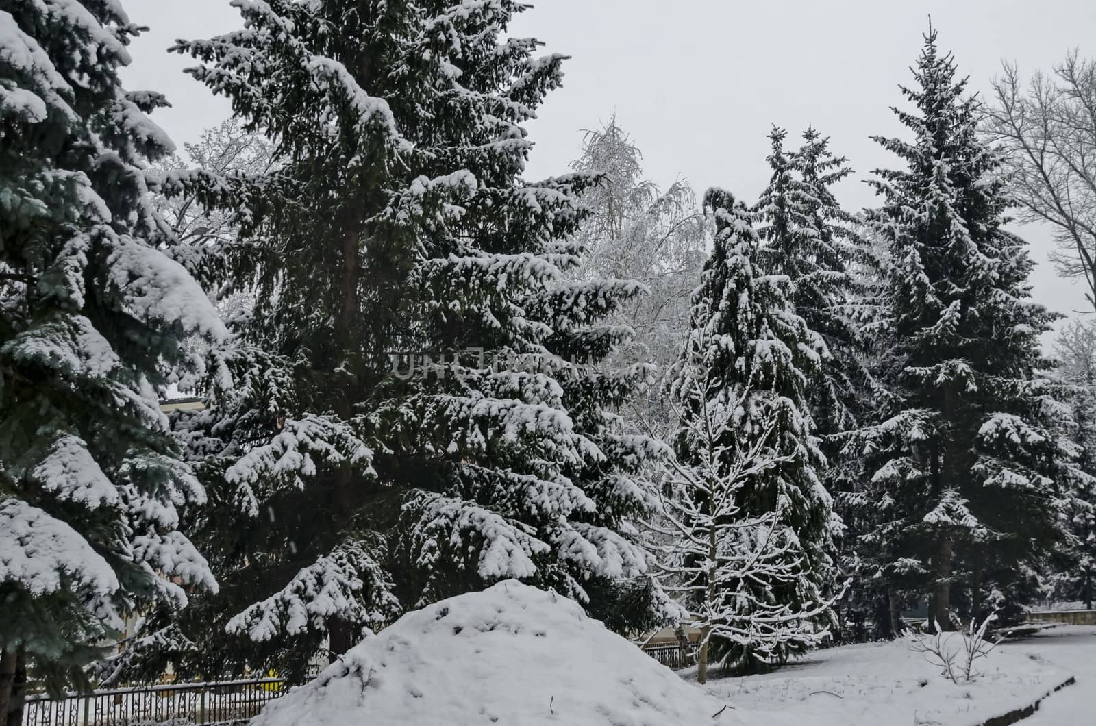 Snowy trees in winter late afternoon, Bankia Sofia