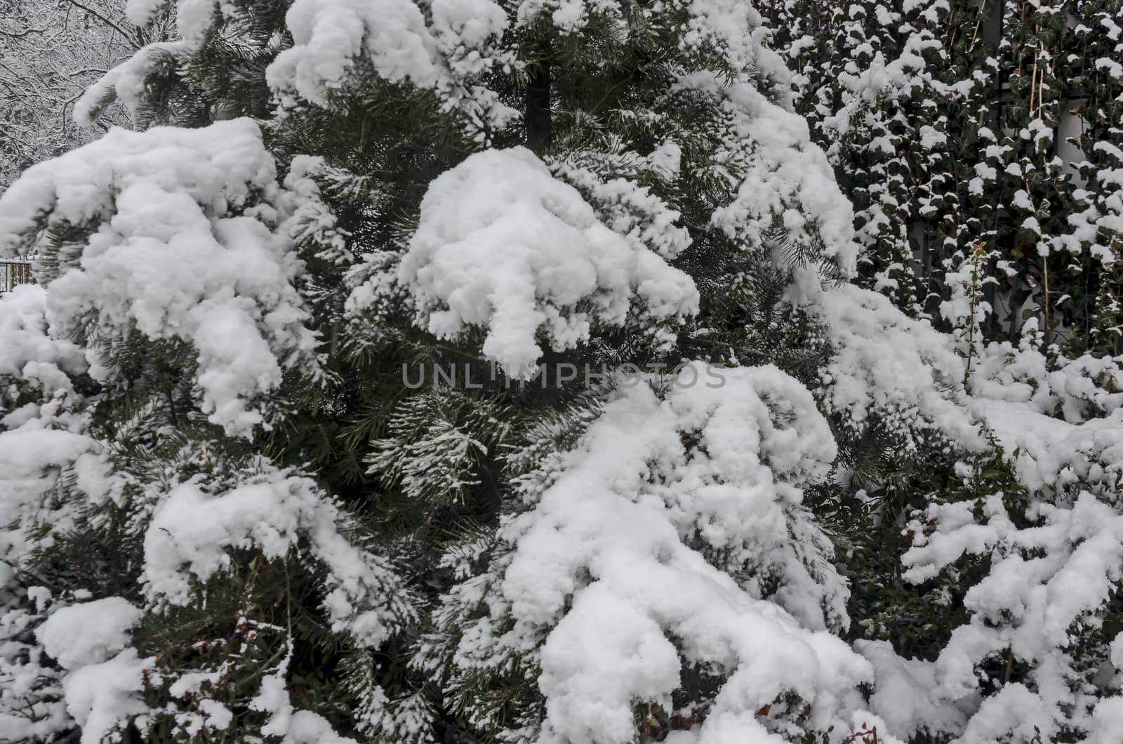 Snowy trees in winter late afternoon, Bankia Sofia