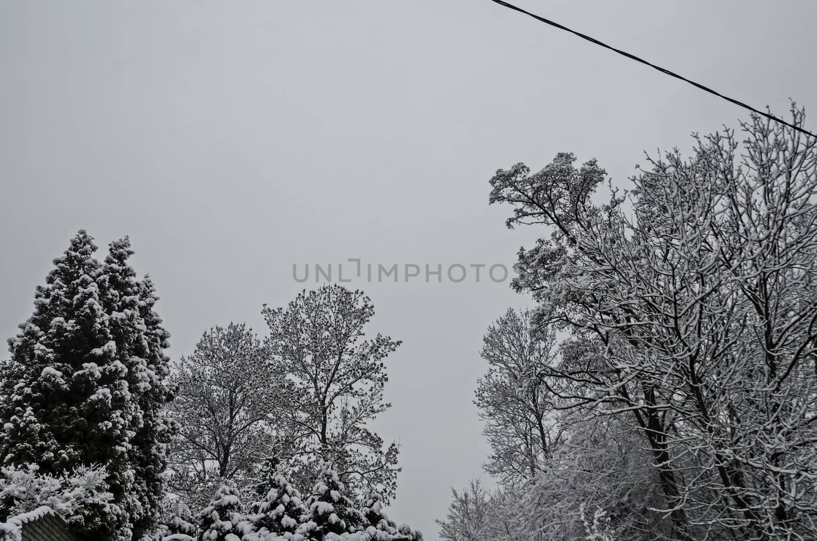 Snowy trees in winter late afternoon, Bankia Sofia