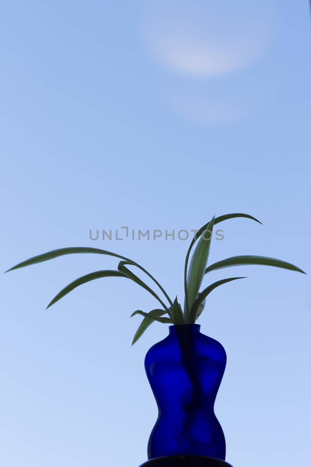 Blue vase shaped as a woman with plant, sky background. Different shades of blue. Lots of blue sky/space.