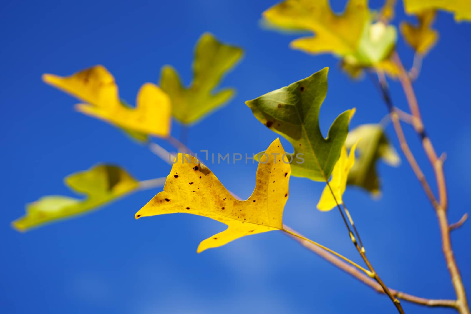 Tulip Tree (liriodendron tulipiferain) in Autumn by phil_bird