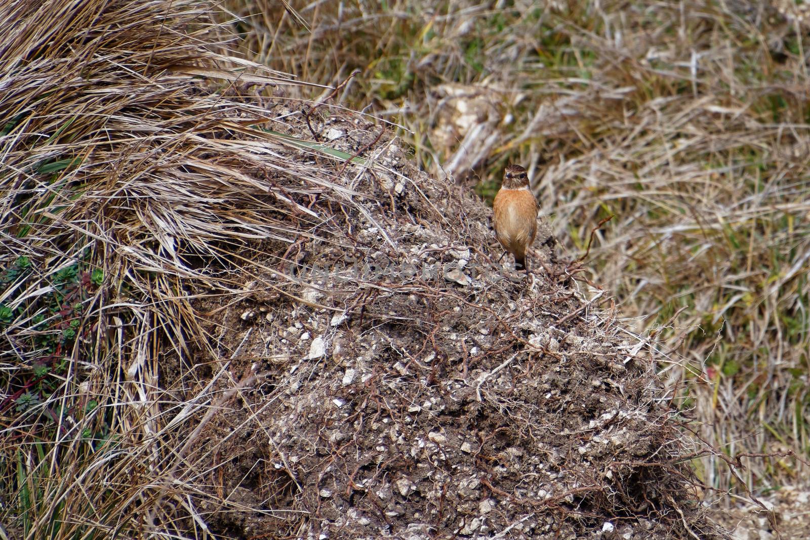 Common Stonechat (Saxicola rubicola) at Portland Bill Dorset by phil_bird