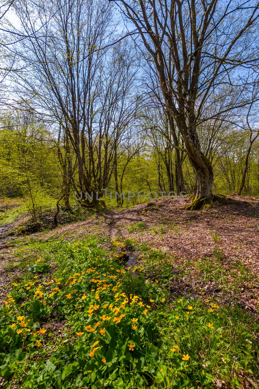 forest in springtime on a sunny day by Pellinni