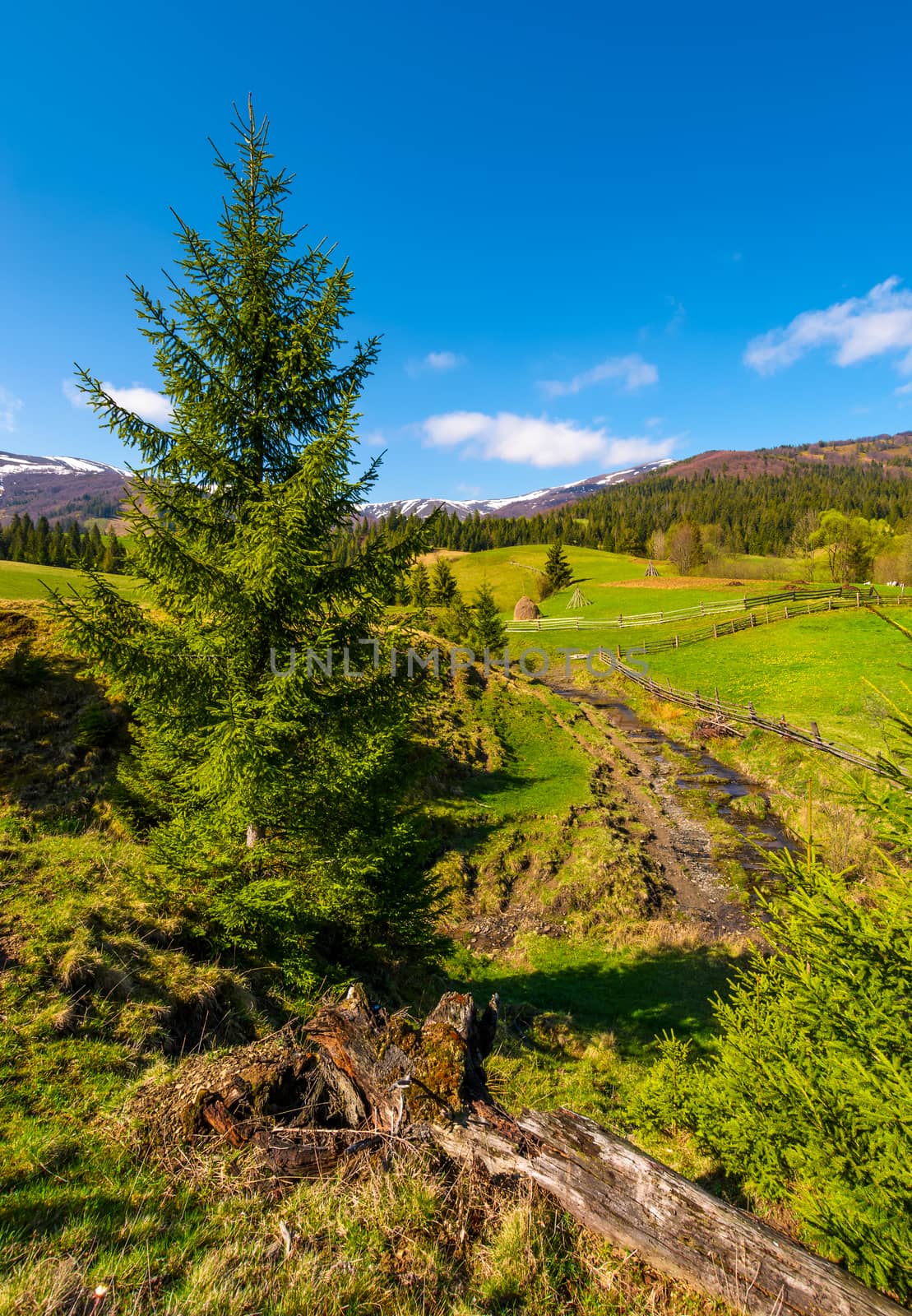 spruce trees over the grassy slope by Pellinni