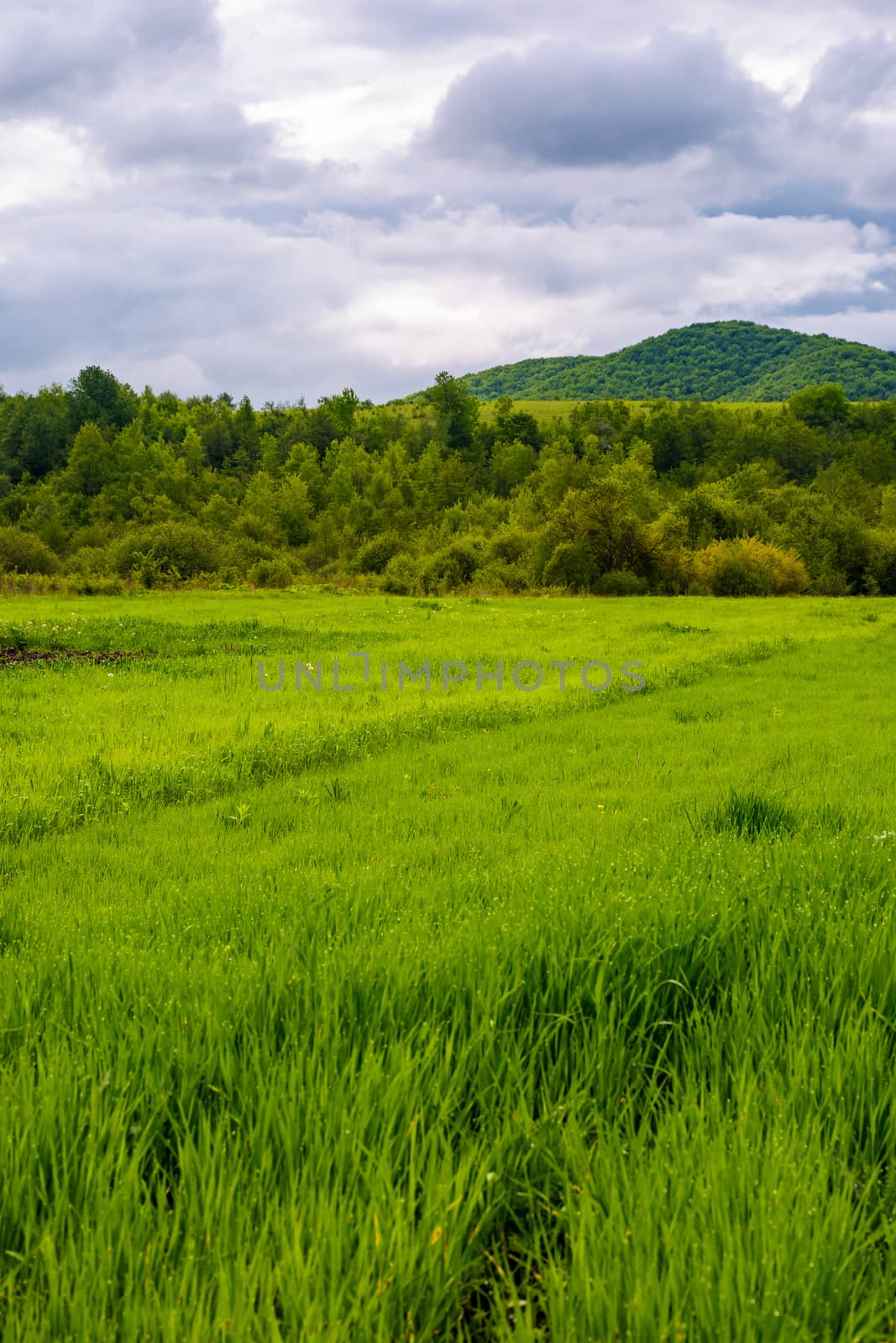 grassy field near the forest in mountains by Pellinni