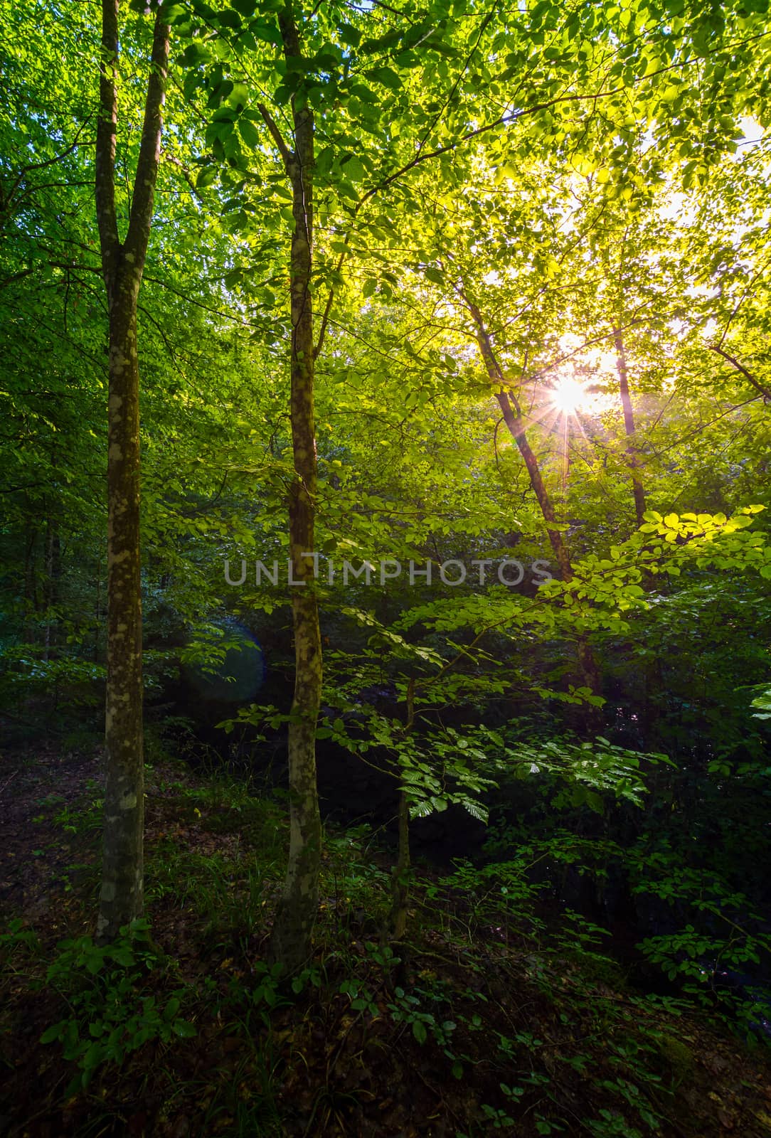summer forest in the morning. beautiful nature background with sun burst among the branches