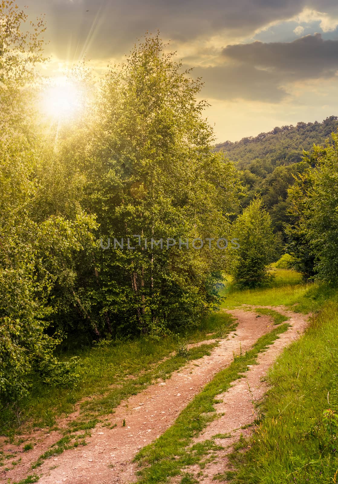forest road among tall trees with green foliage. beautiful nature scenery in springtime
