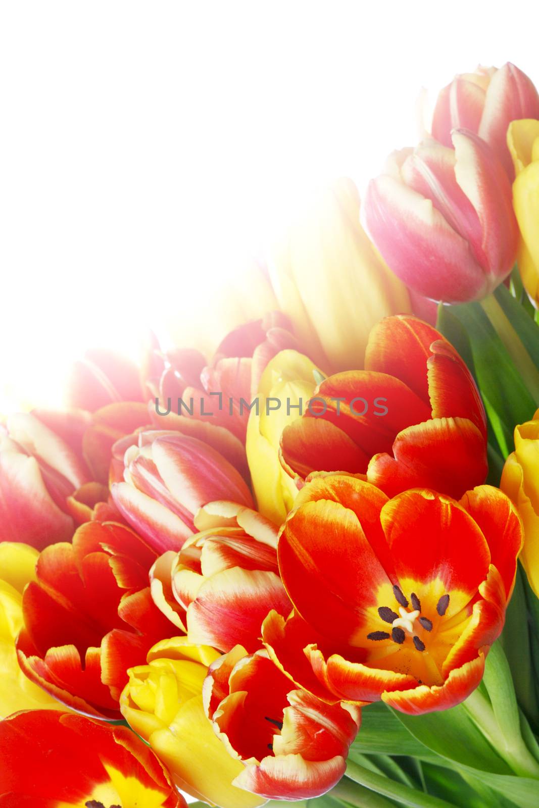 Bouquet of tulips isolated on white background