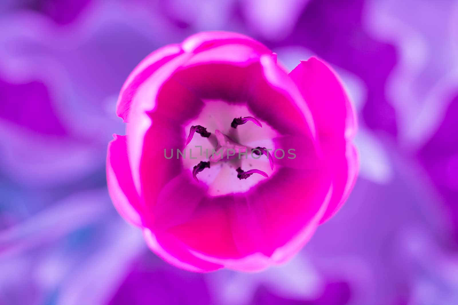Bright colourful head of red scarlet purple tulip close-up with defocused purple background