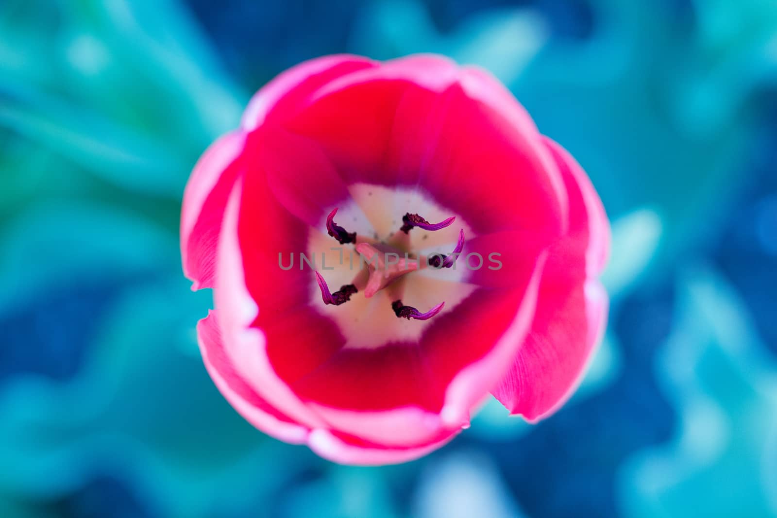 Bright colourful head of red scarlet purple tulip close-up with defocused blue background