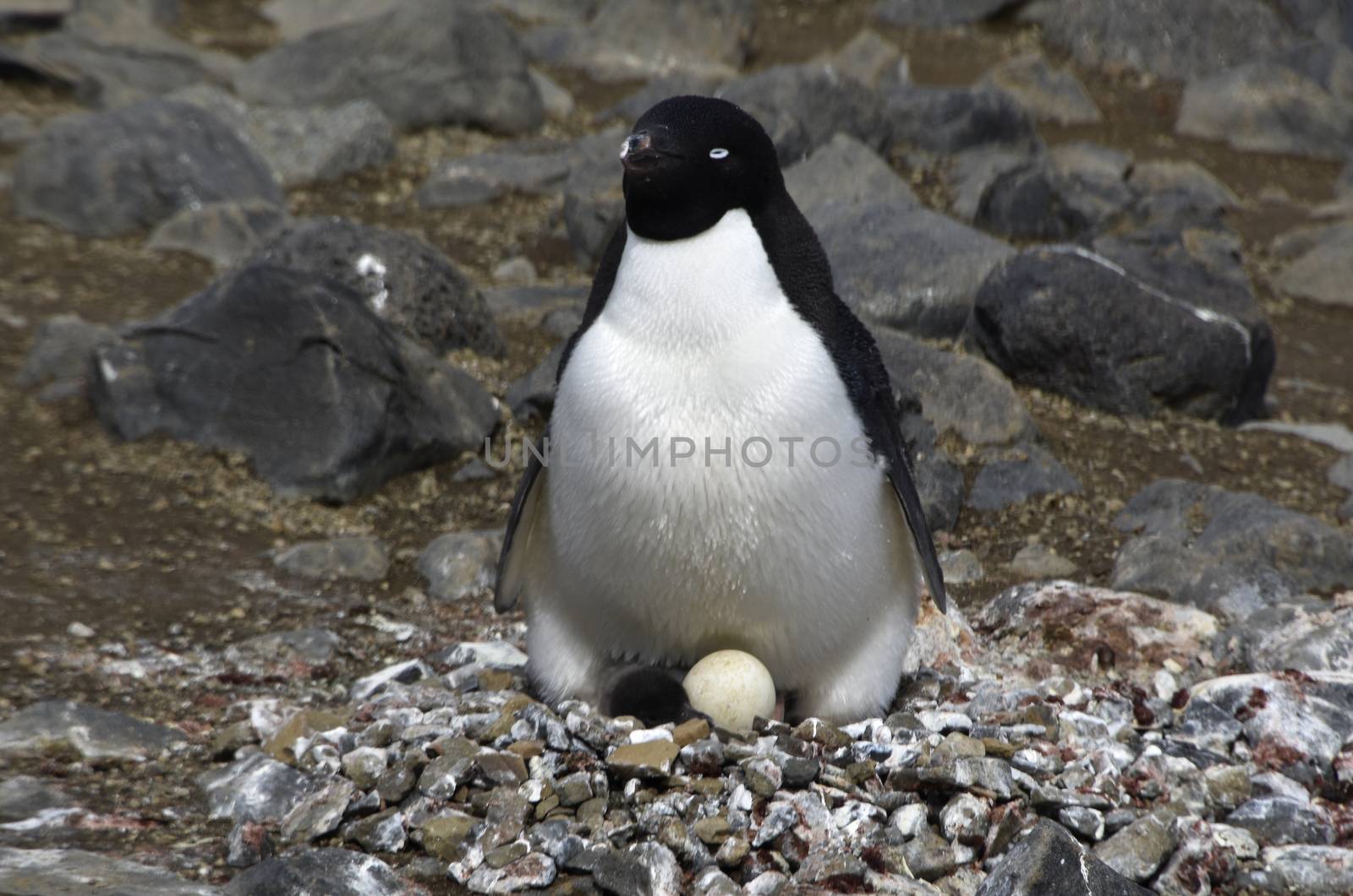 Penguins in Antarctica by albln