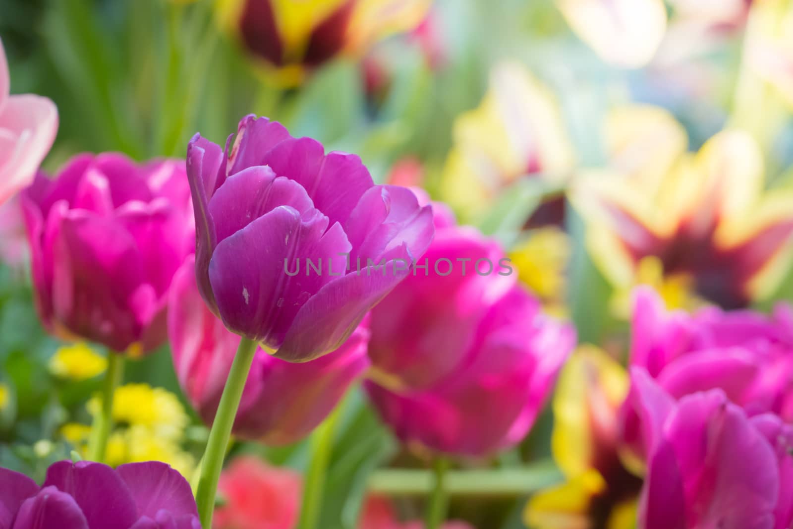 Beautiful bouquet of tulips. colorful tulips. nature background by teerawit