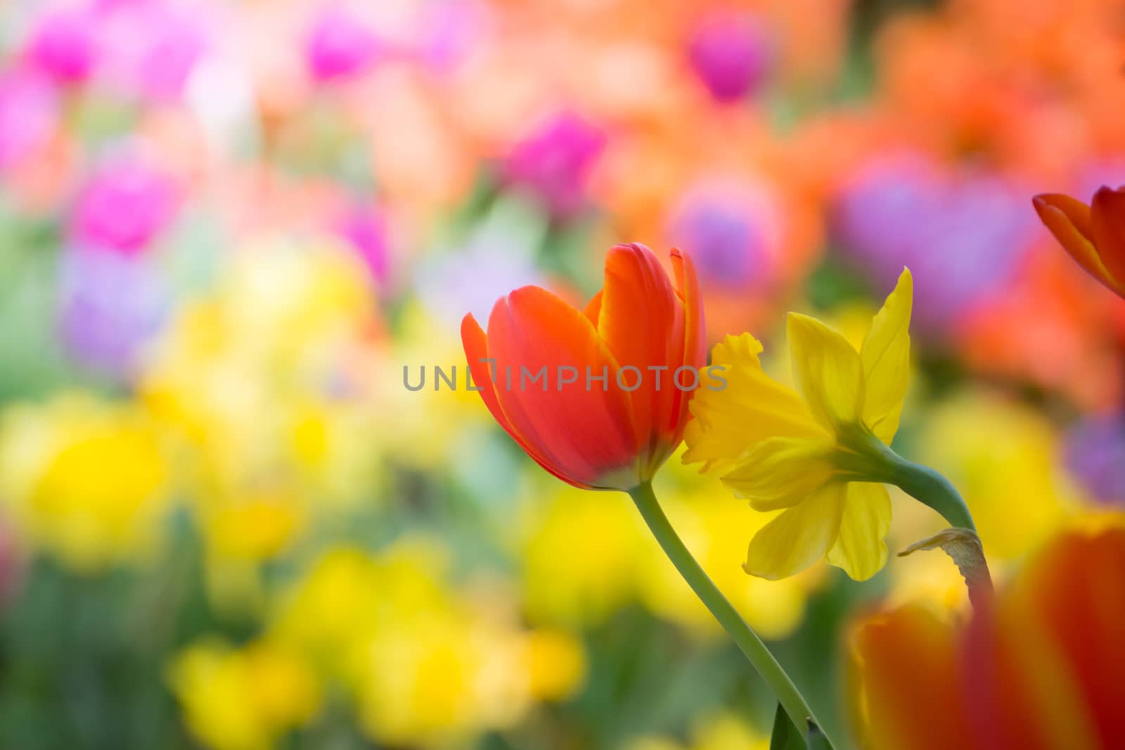 Beautiful bouquet of tulips. colorful tulips. nature background by teerawit