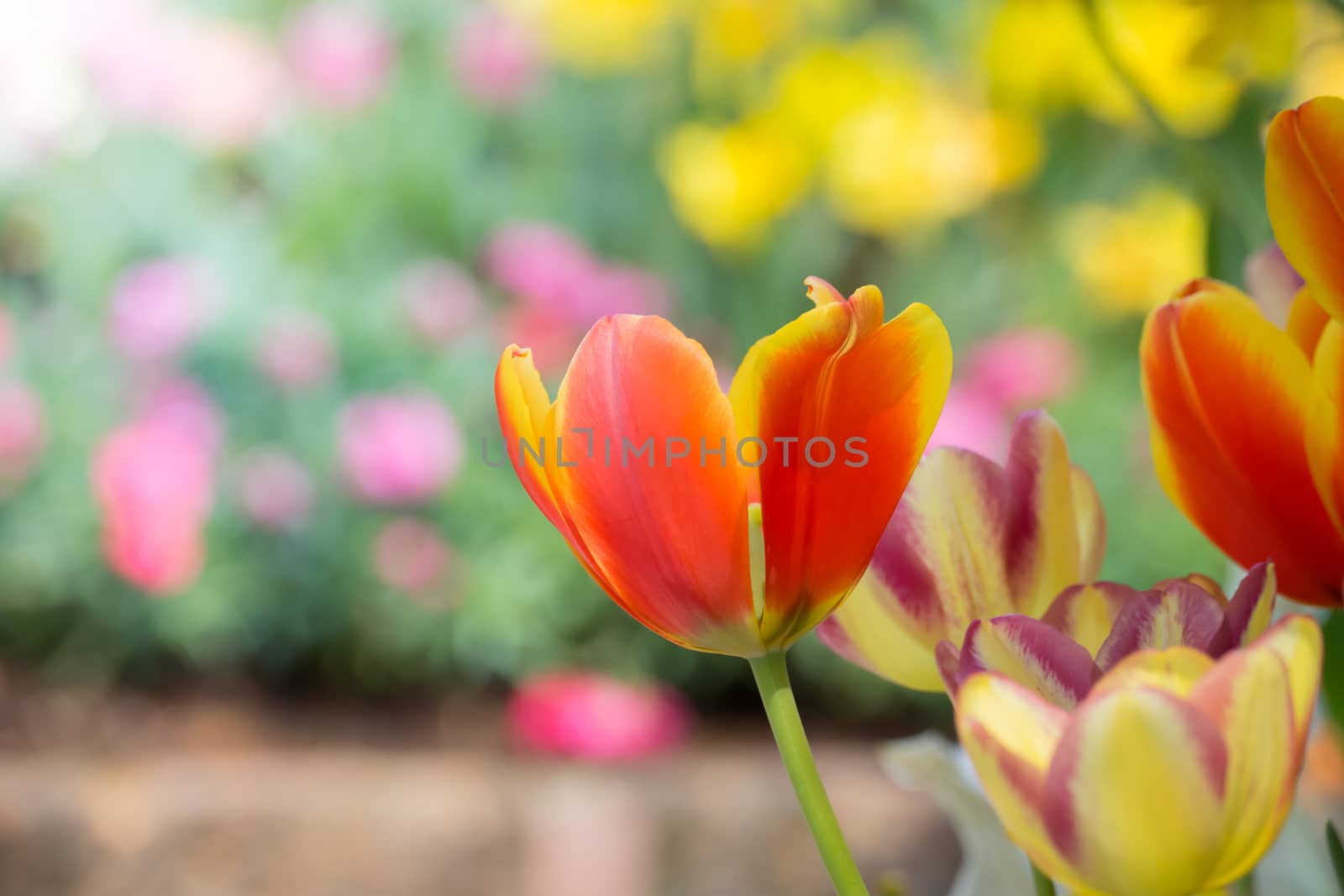 Beautiful bouquet of tulips. colorful tulips. nature background by teerawit