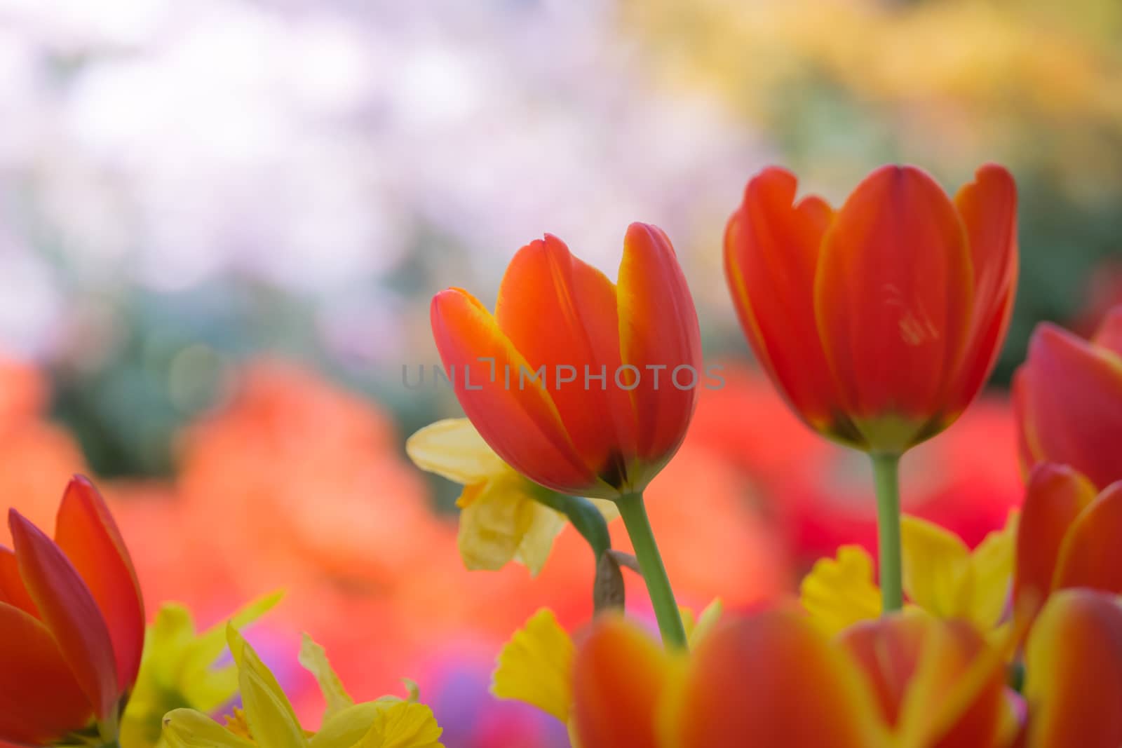 Beautiful bouquet of tulips. colorful tulips. nature background by teerawit