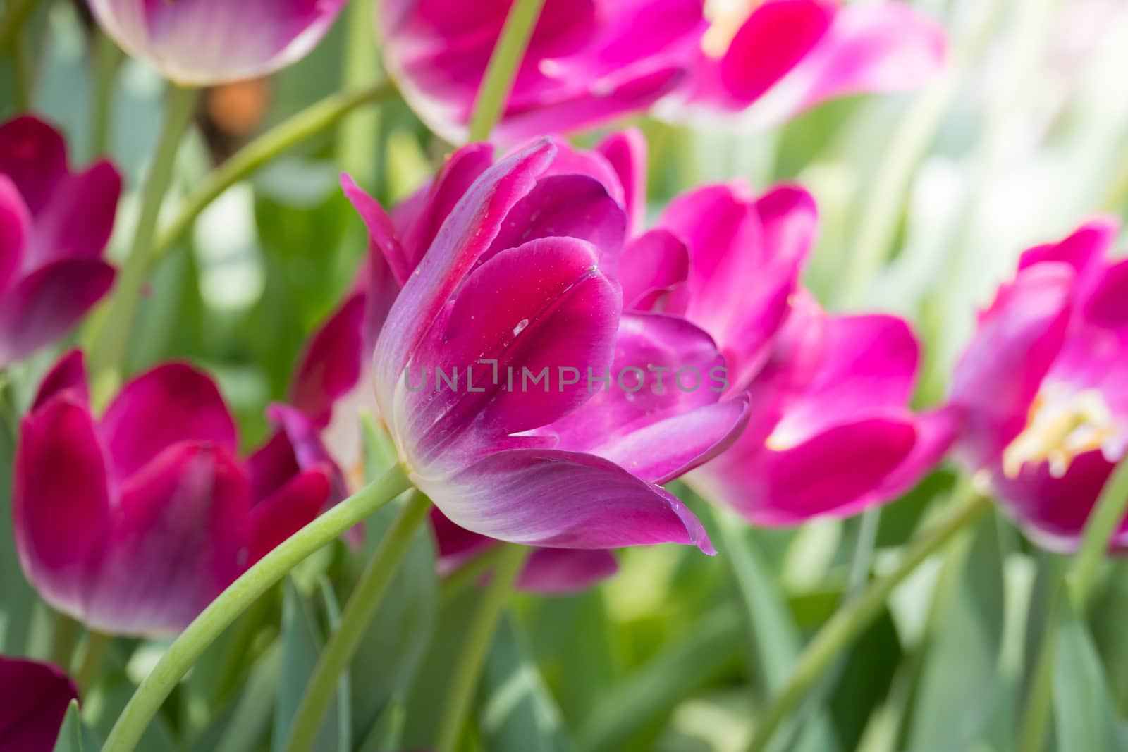 Beautiful bouquet of tulips. colorful tulips. nature background by teerawit