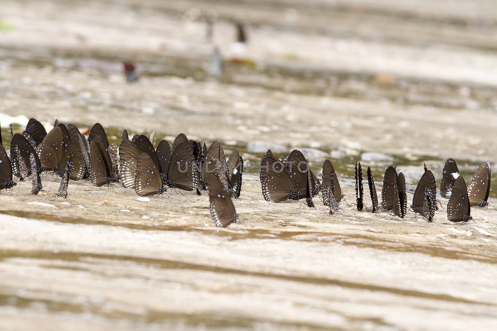  A pretty butterfly on a sandy soil background