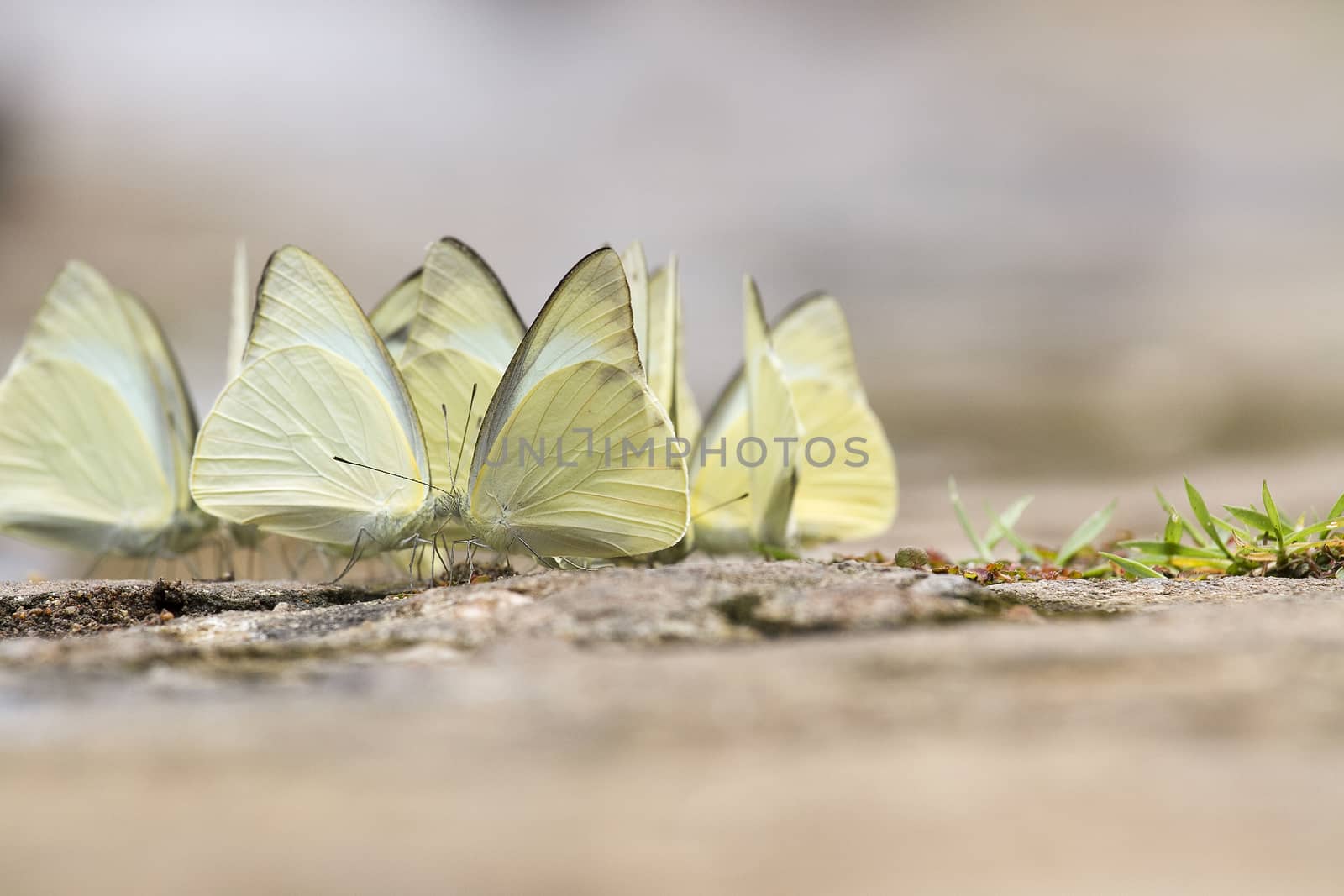  Pretty butterfly on a sandy soil background by TakerWalker