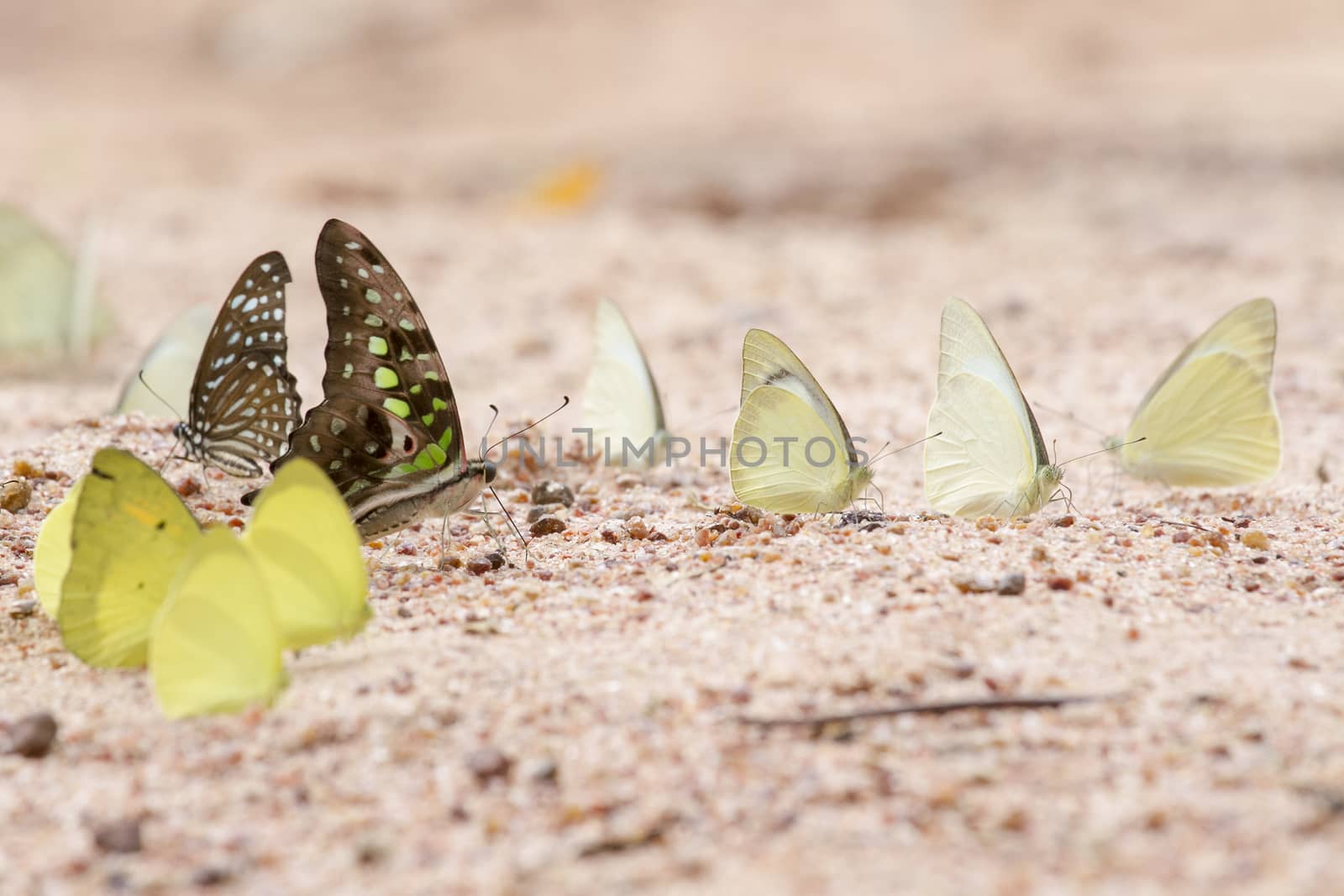  A pretty butterfly on a sandy soil background