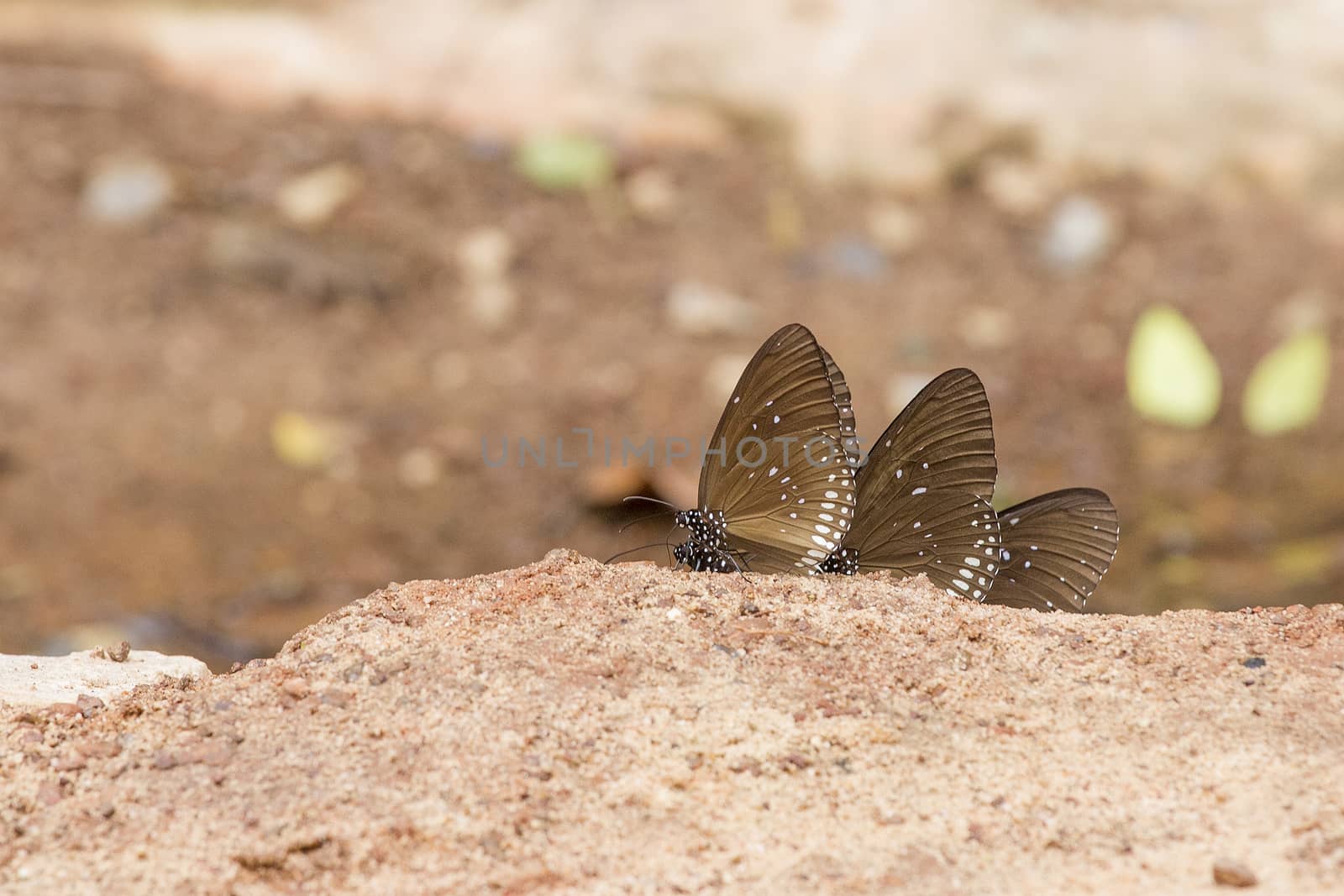  A pretty butterfly on a sandy soil background