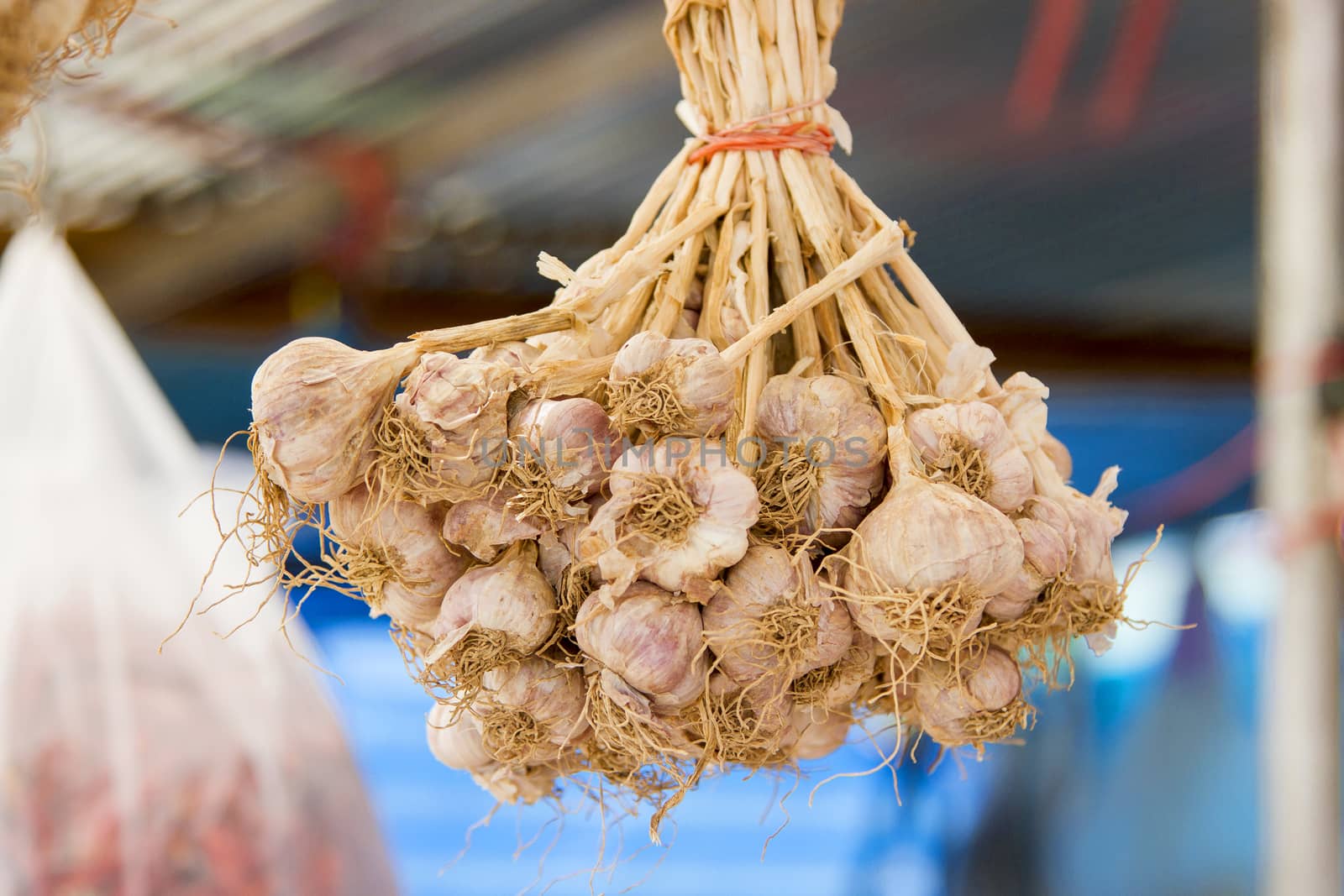 Dried garlic bunch together.