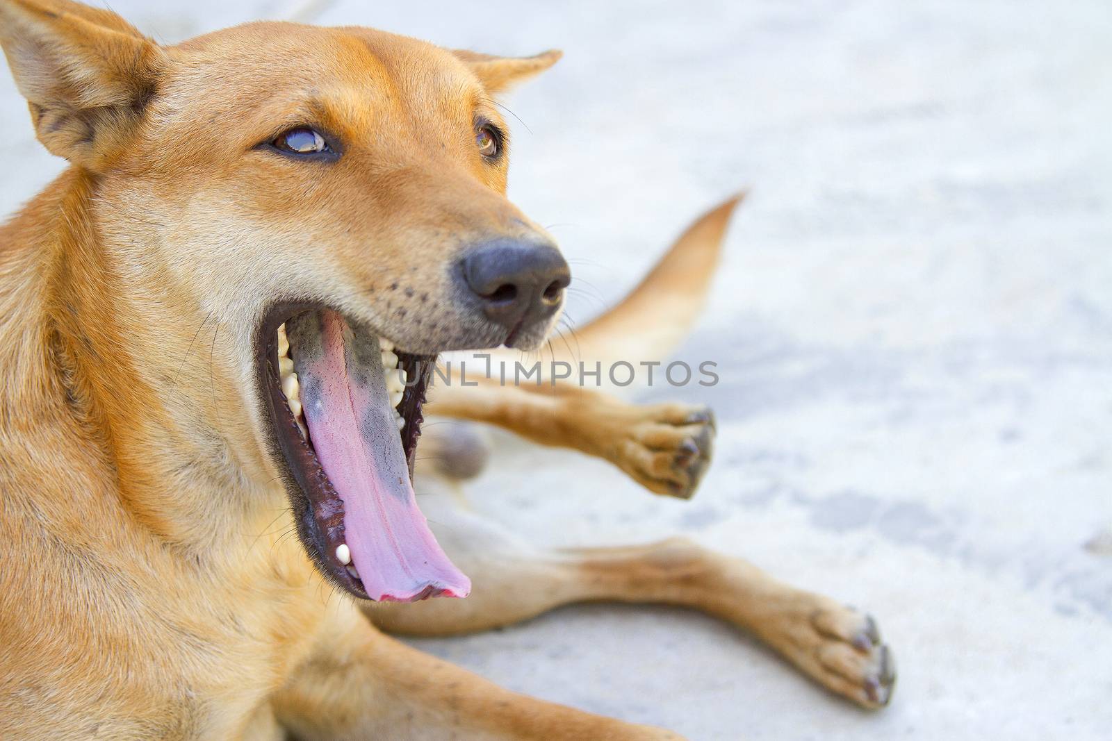 Orange dog  open mouth of black tongue
