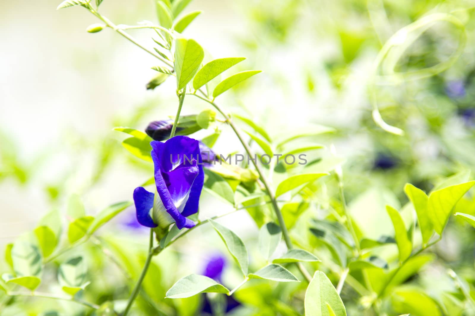 Pea flower and green leaf