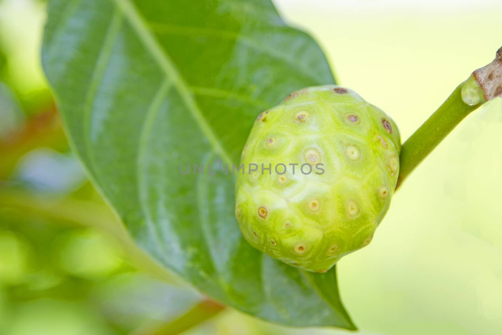 Noni live on trees Against the backdrop of nature