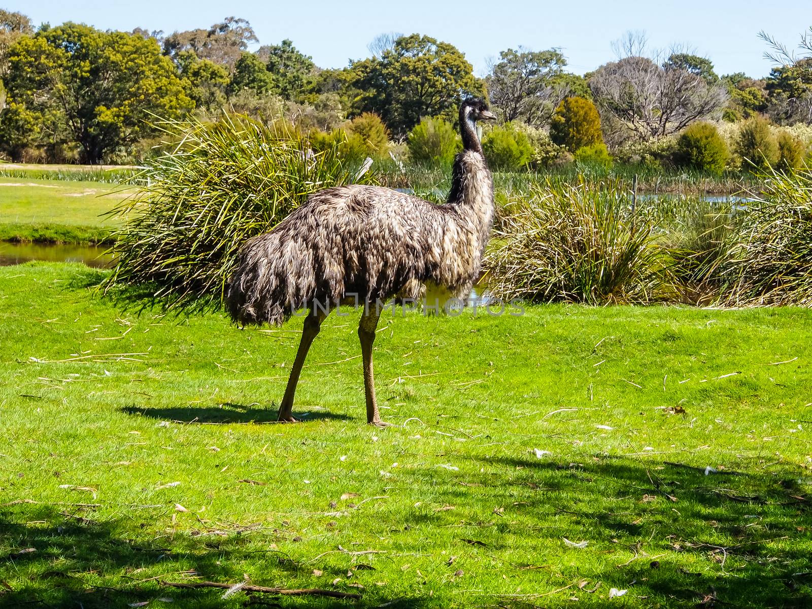Australia Wild Emu found in Moonlit Sanctuary by simpleBE