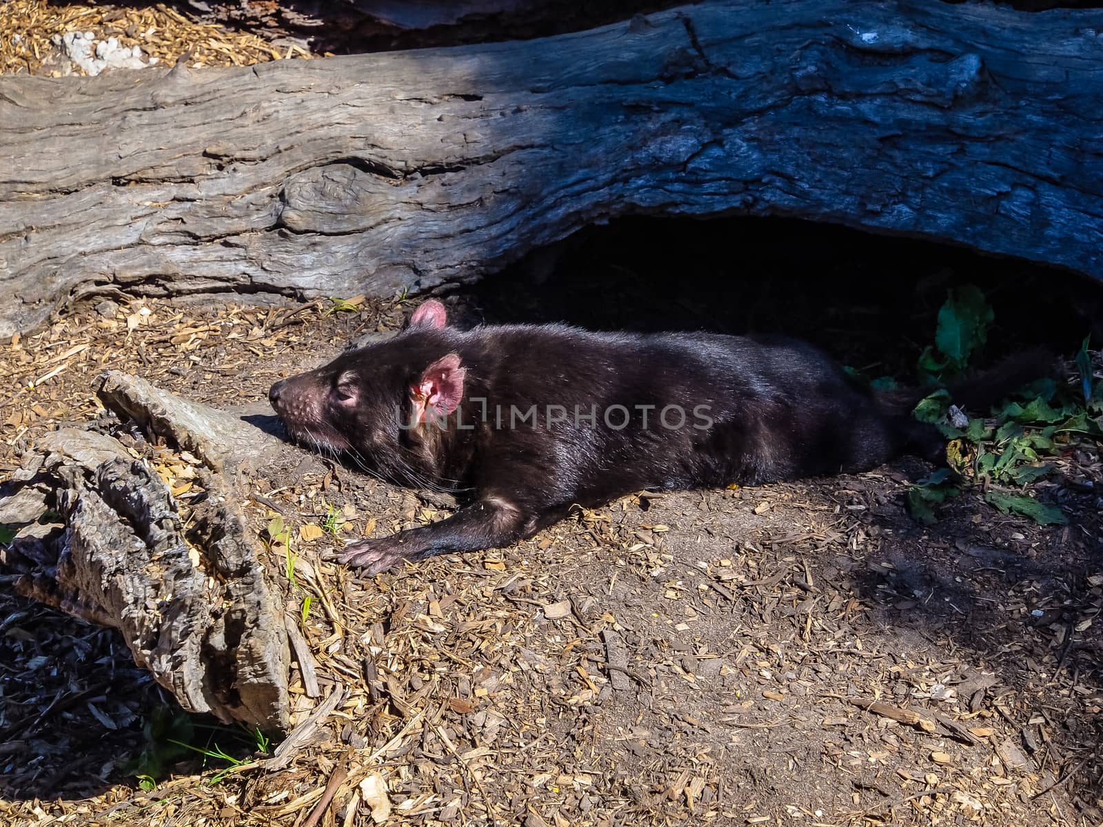 Tasmanian devil, little nocturnal Australian animal