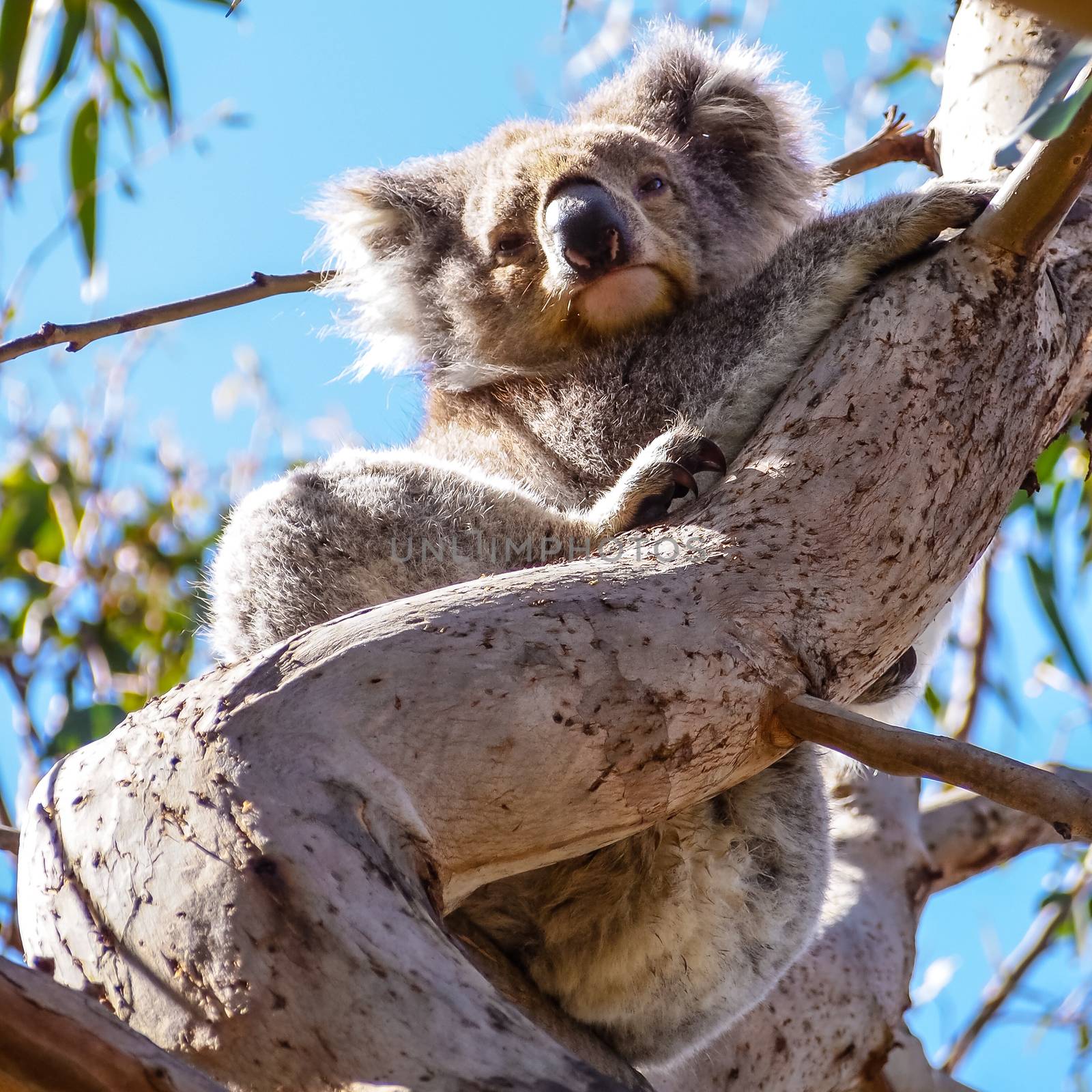 Cute Australian sleepy koala bear by simpleBE