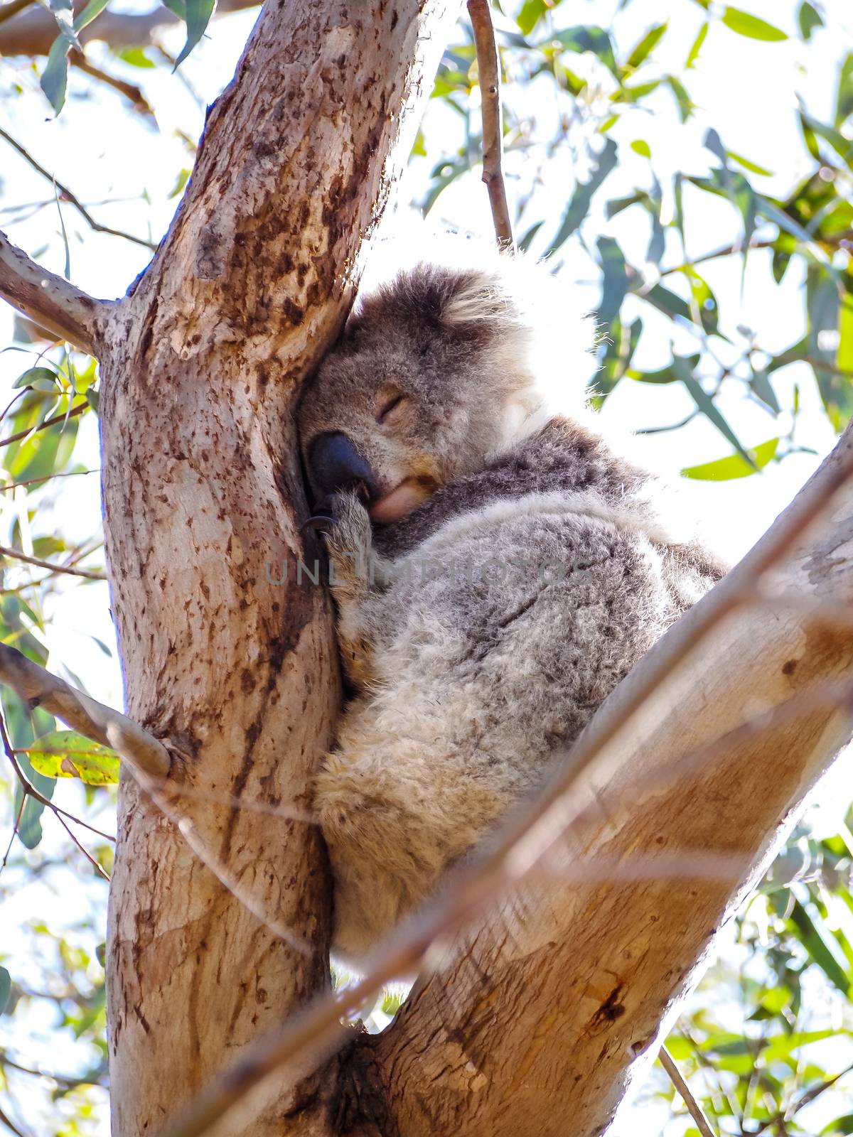 Cute Australian sleepy koala bear by simpleBE
