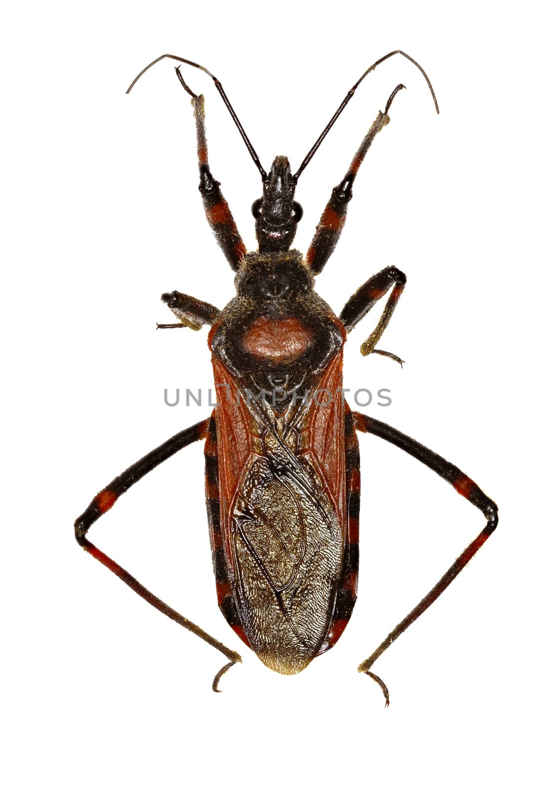 Assassin Bug Rhynocoris on white Background  -  Rhynocoris iracundus  (Poda, 1761) by gstalker