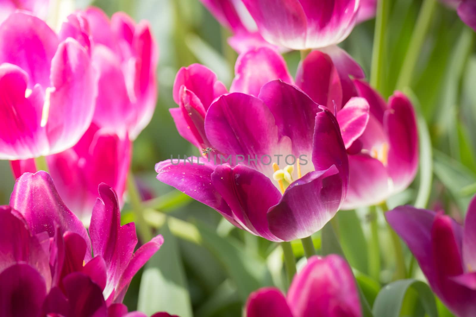 Beautiful bouquet of tulips. colorful tulips. nature background by teerawit