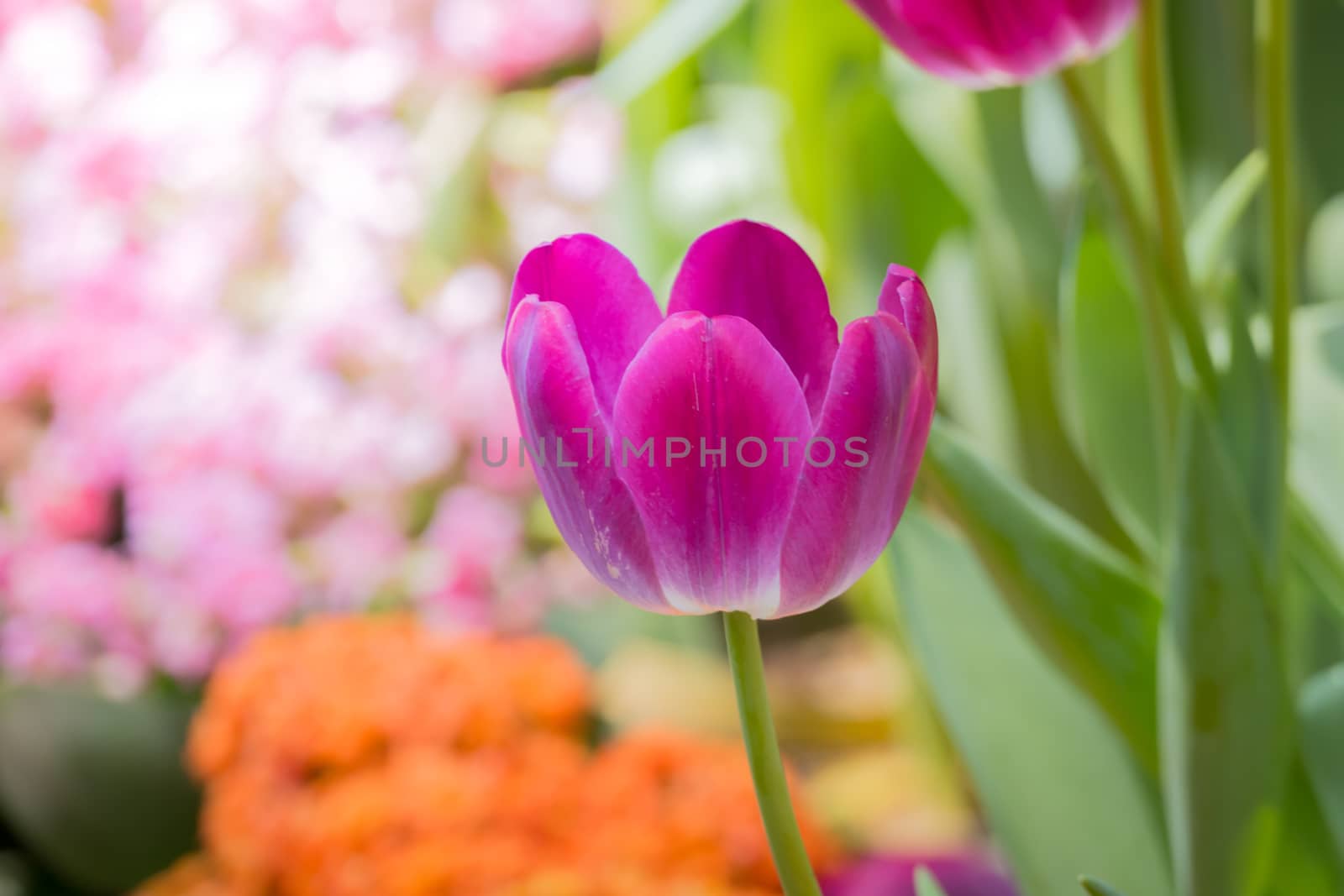 Beautiful bouquet of tulips. colorful tulips. nature background by teerawit