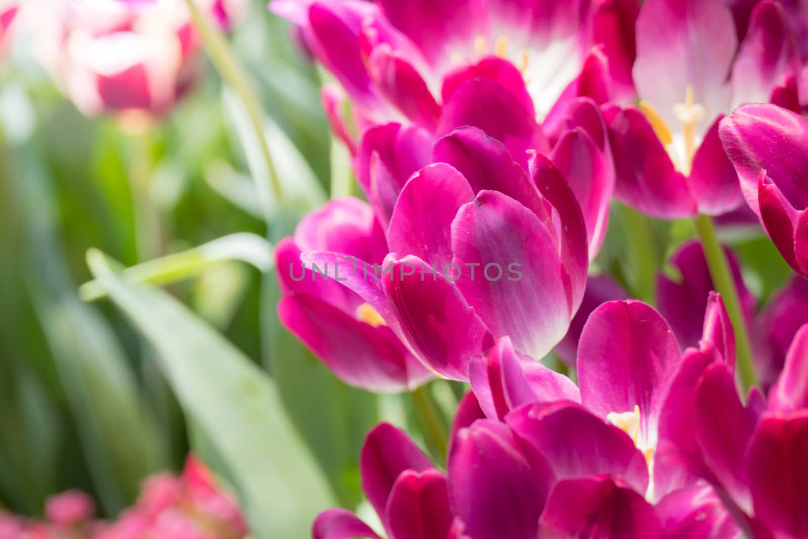 Beautiful bouquet of tulips. colorful tulips. nature background by teerawit