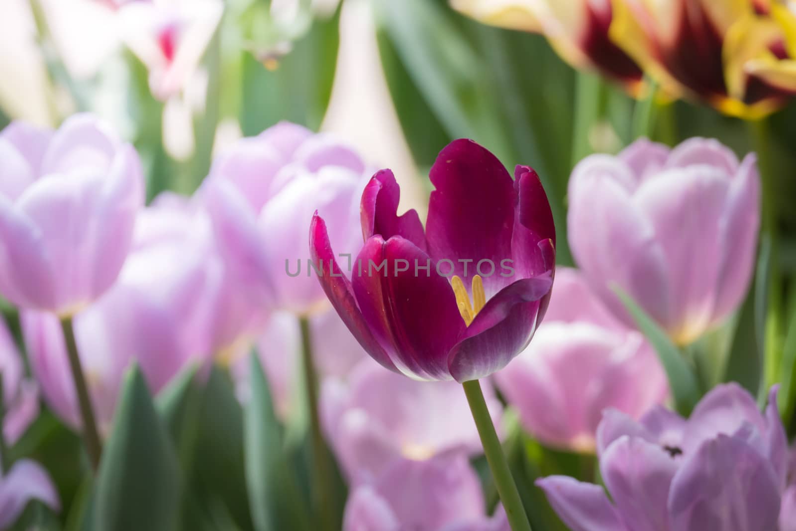 Beautiful bouquet of tulips. colorful tulips. nature background by teerawit