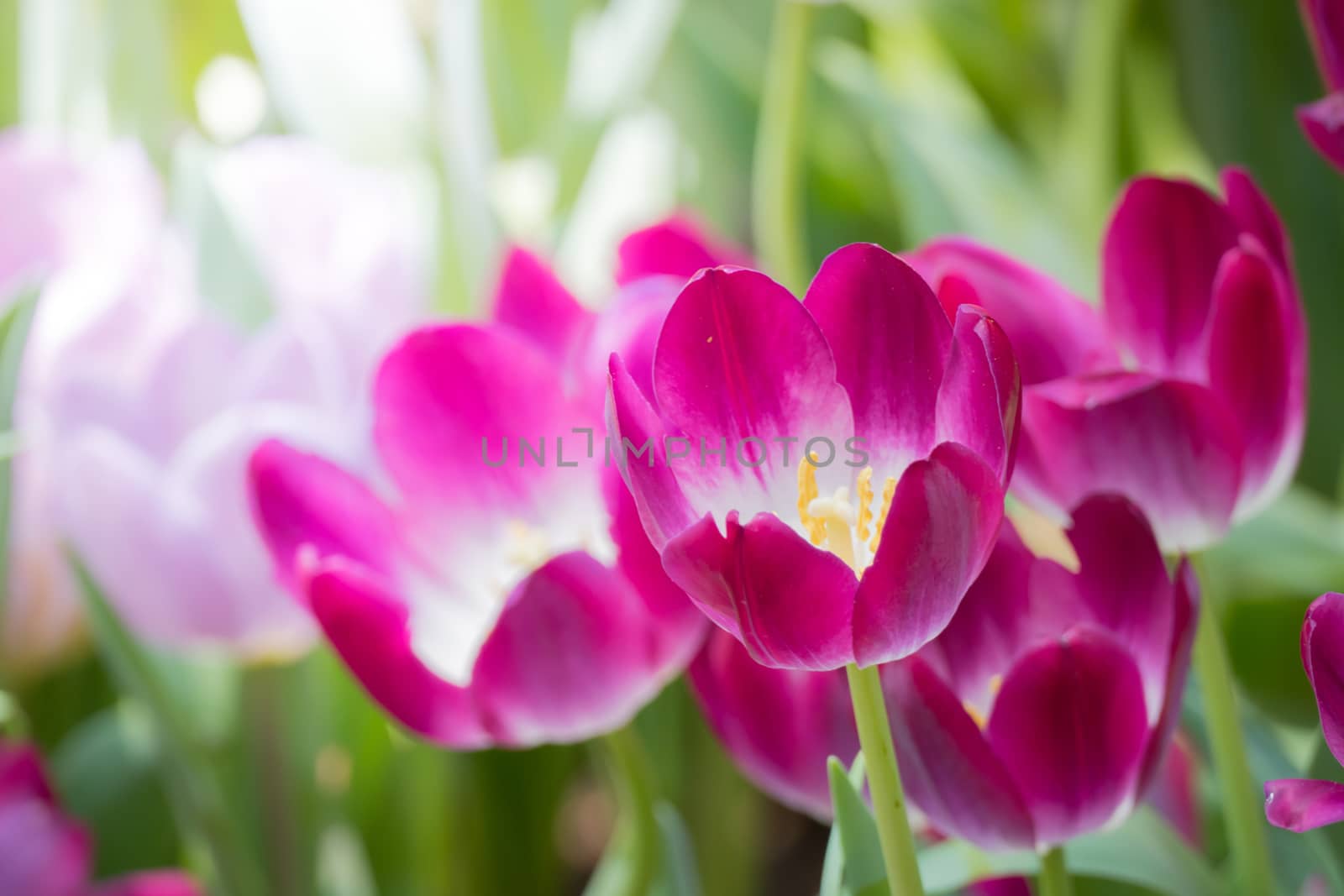 Beautiful bouquet of tulips. colorful tulips. nature background by teerawit