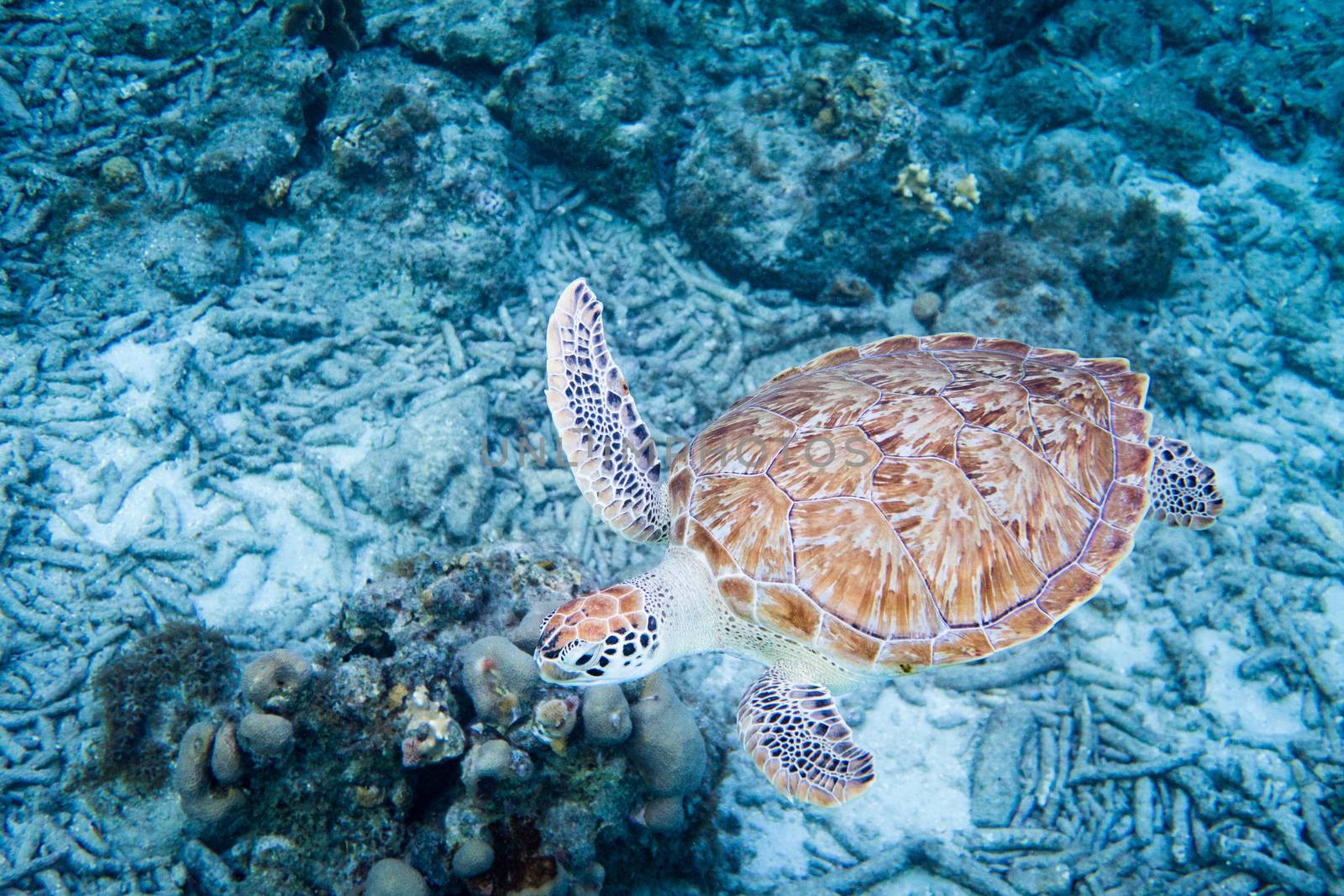 The hawksbill sea turtle (Eretmochelys imbricata) is a critically endangered sea turtle belonging to the family Cheloniidae.
E. imbricata is easily distinguished from other sea turtles by its sharp, curving beak with prominent tomium, and the saw-like appearance of its shell margins. Hawksbill shells slightly change colors, depending on water temperature. While this turtle lives part of its life in the open ocean, it spends more time in shallow lagoons and coral reefs.