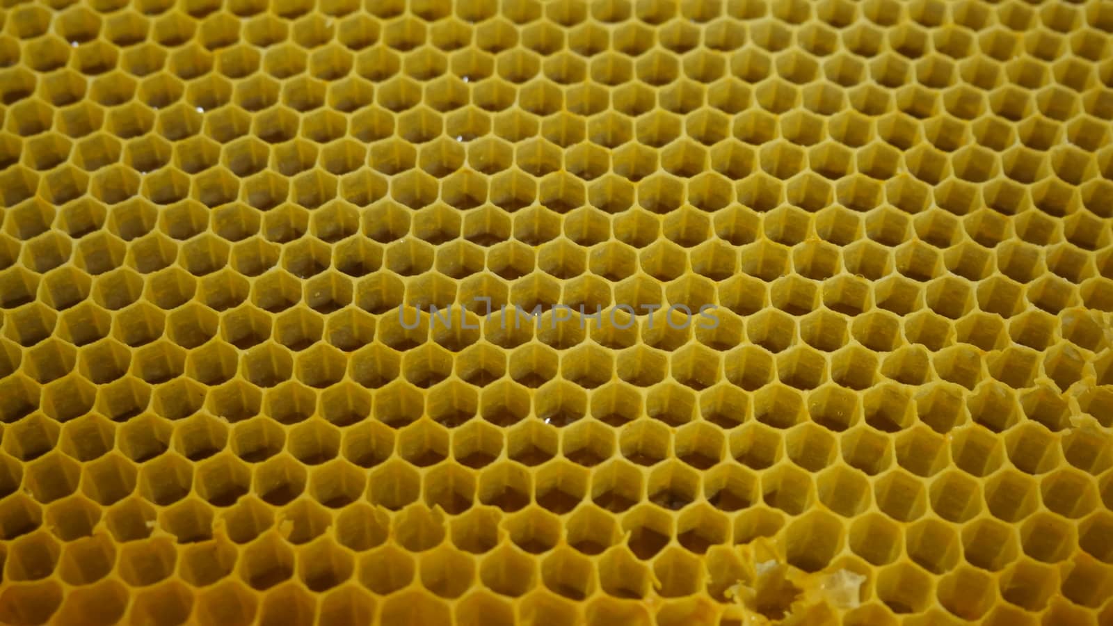 Bee hive half full of honey by fpalaticky