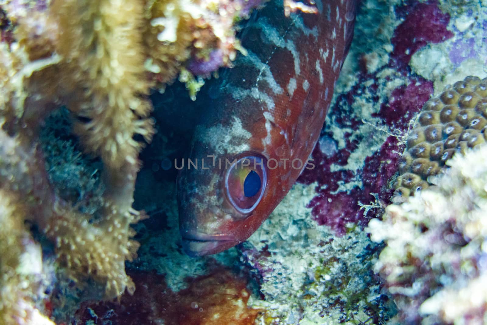 Close up of a fish eye in coral reef by fpalaticky