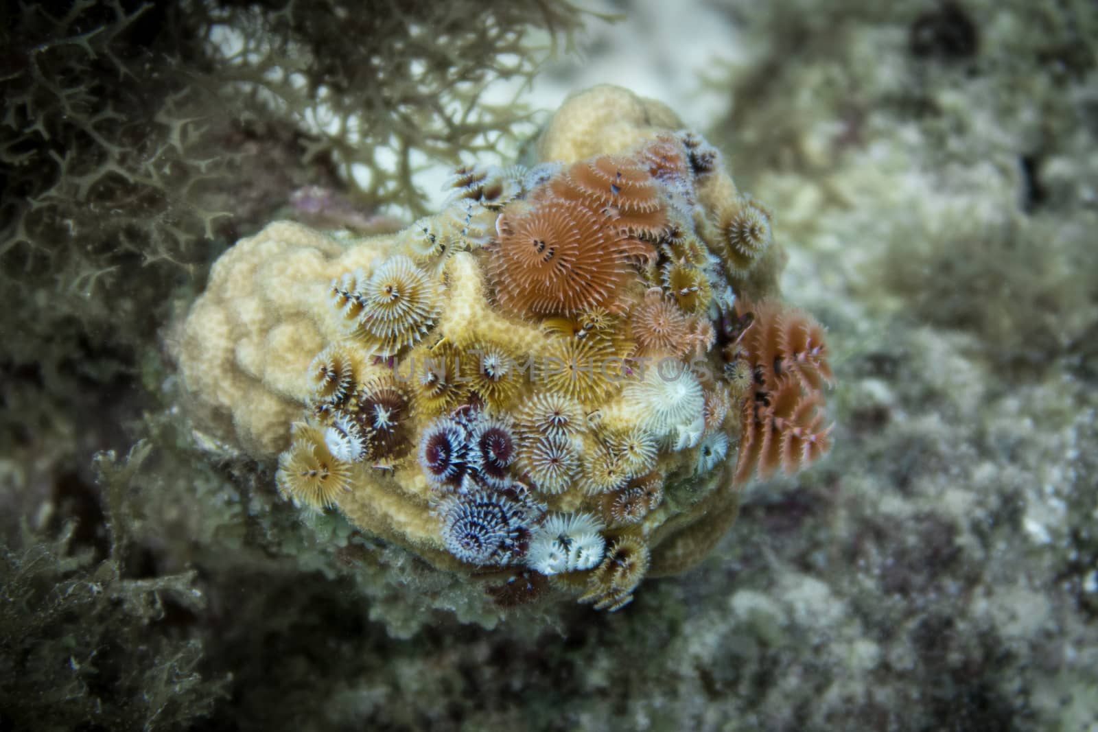 Christmas tree worms colony on coral by fpalaticky