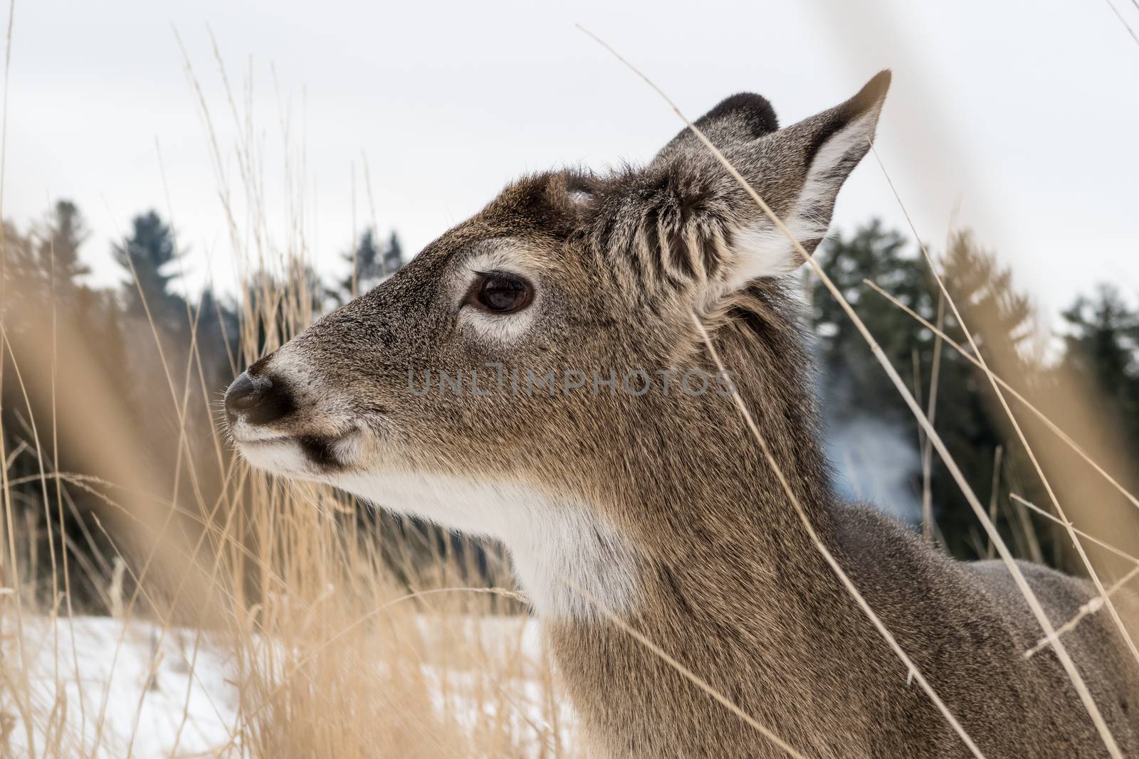 Close up of a chevreuil head by fpalaticky