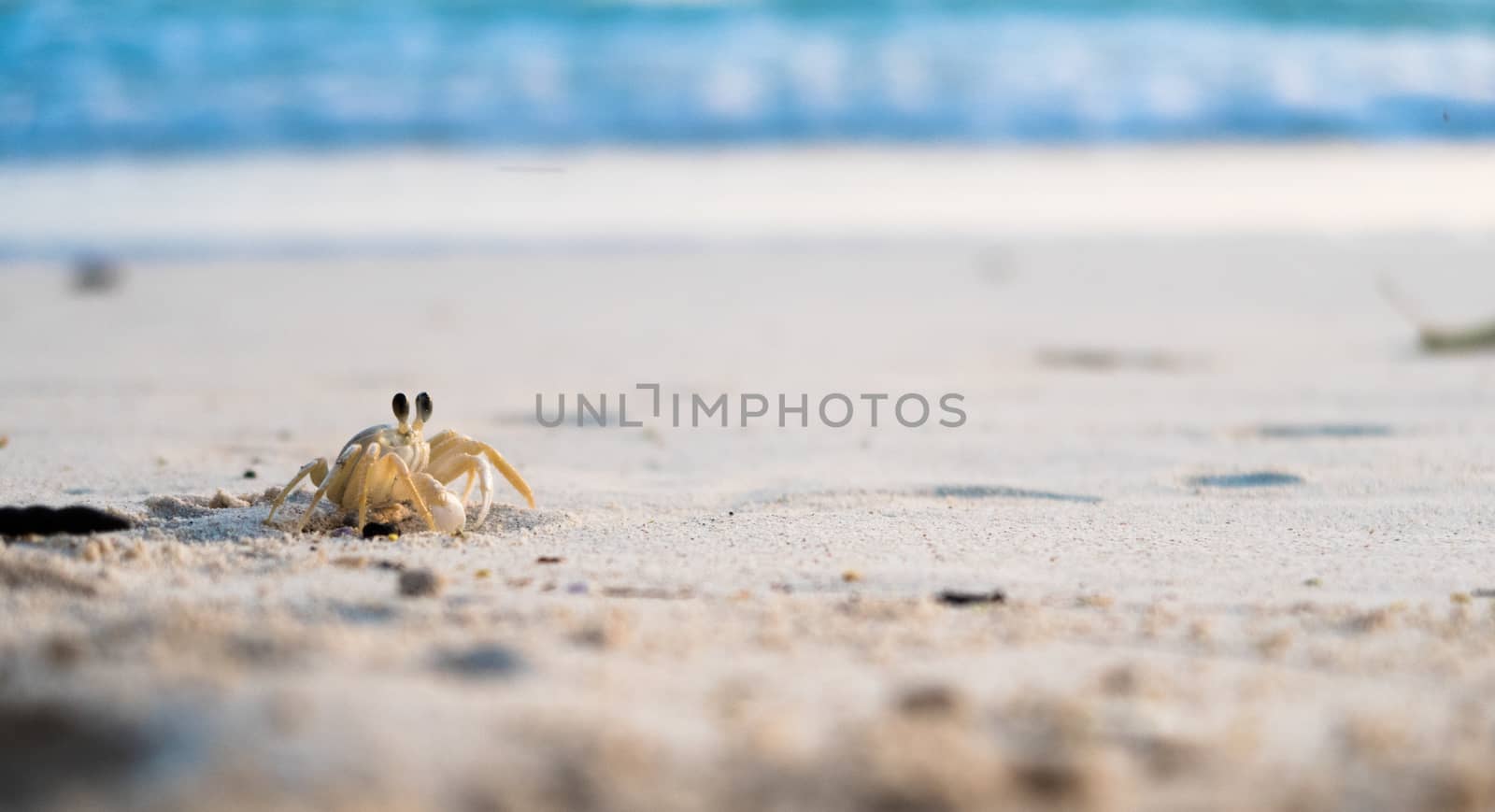 Crab on the beach before sunset by fpalaticky