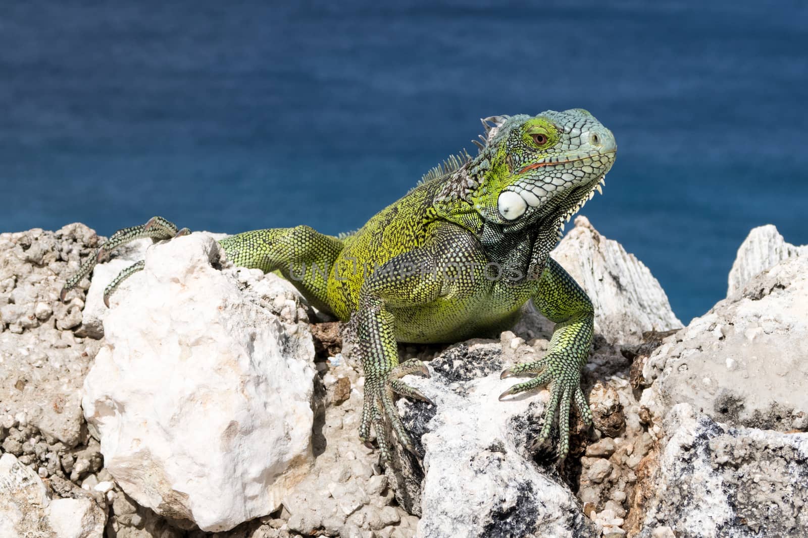 Green Iguana chilling on rocks on a cliff in Curacao.