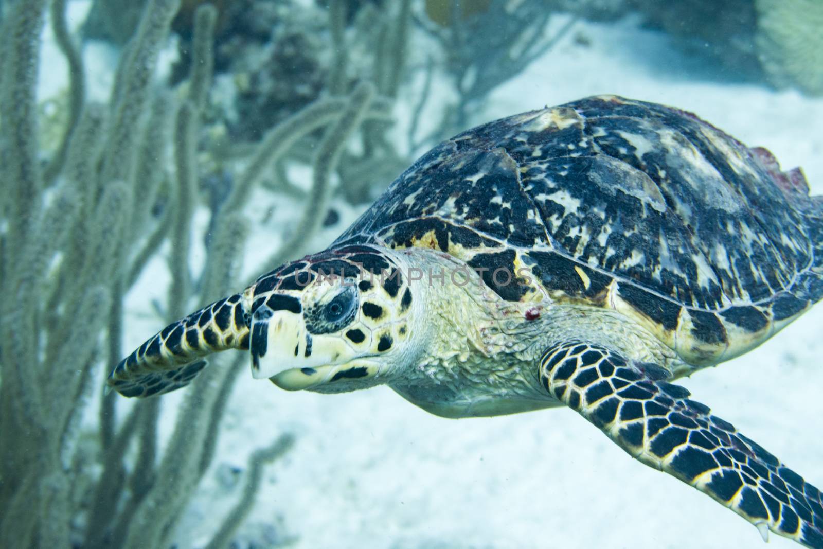 Green turtle front close up by fpalaticky