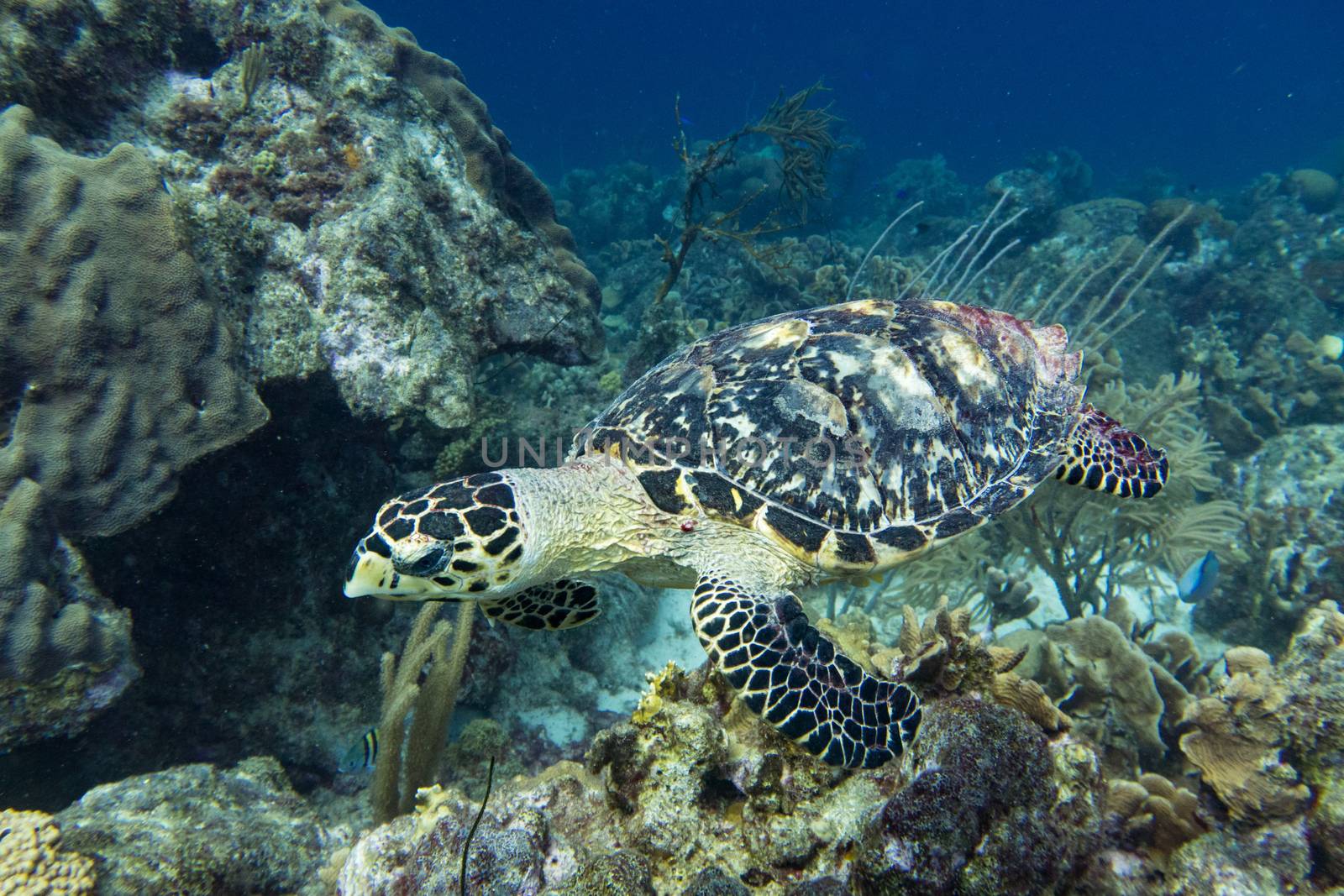 The hawksbill sea turtle (Eretmochelys imbricata) is a critically endangered sea turtle belonging to the family Cheloniidae.
E. imbricata is easily distinguished from other sea turtles by its sharp, curving beak with prominent tomium, and the saw-like appearance of its shell margins. Hawksbill shells slightly change colors, depending on water temperature. While this turtle lives part of its life in the open ocean, it spends more time in shallow lagoons and coral reefs.