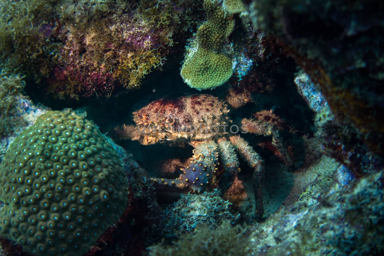 Huge clinging crab hiding in coral reef by fpalaticky