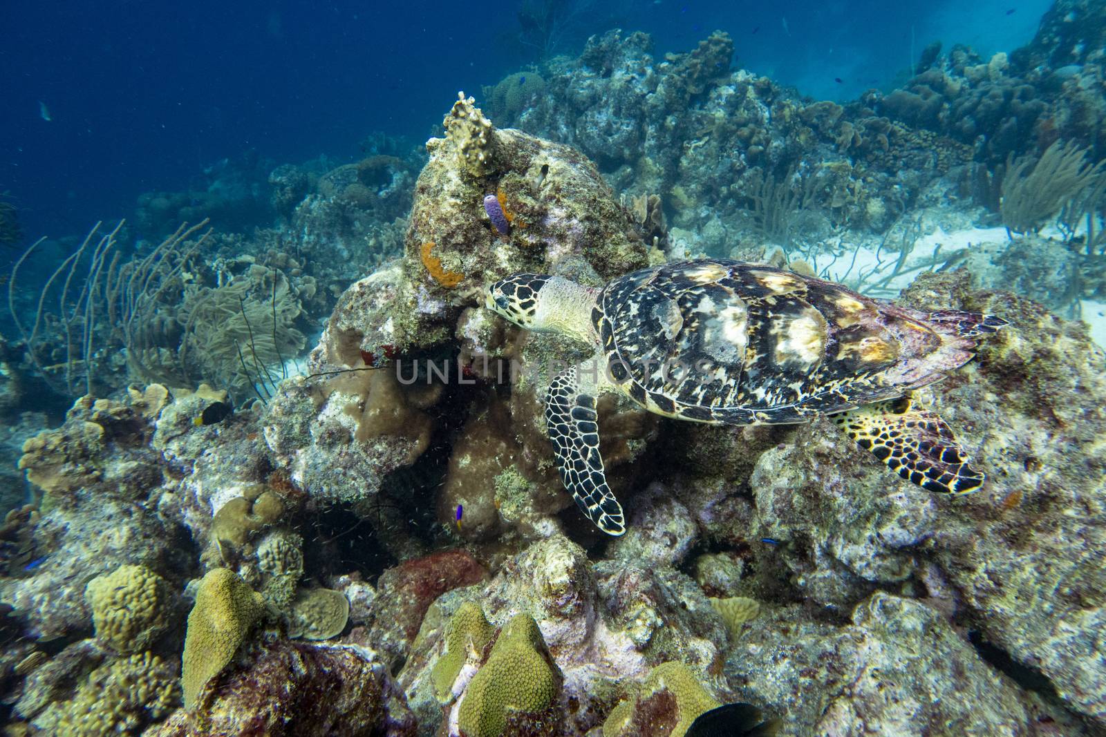 Turtle in coral reef by fpalaticky