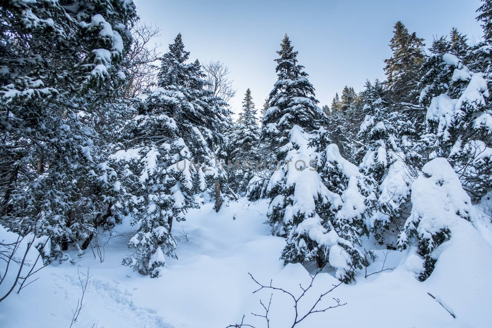 Pine trees cover with snow by fpalaticky